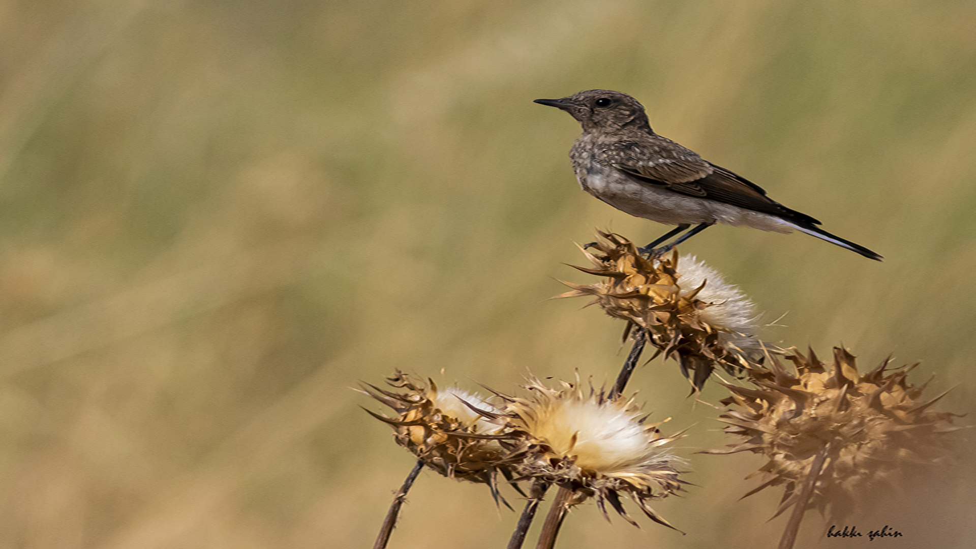 Isabelline Wheatear
